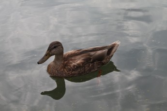 Duck in the reflecting pool