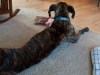 Long Dog