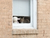 Cat In A Window