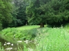 Rousham