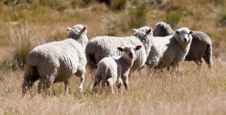 Baby Sheep
