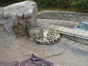 A Snow Leopard at Como Zoo