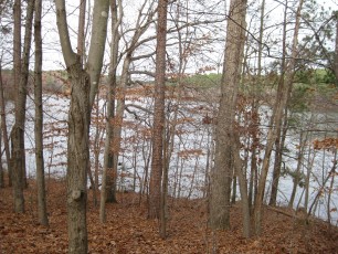 A view of the lake through the woods