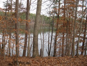 A view of the lake through the woods