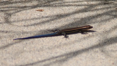 A lizard on the sidewalk at the park
