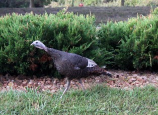 Spotted a wild turkey at the hotel in Bloomington