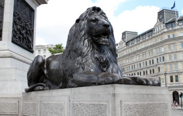 One of the lions at Trafalgar Square