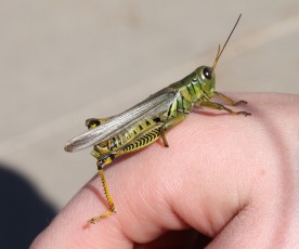 Mykala with a grasshopper on her hand