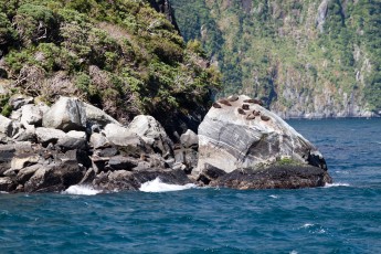 Apparently they are vicious