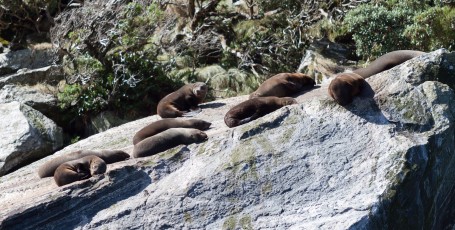Close up of the seals