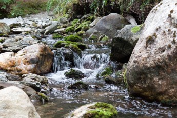 Mt. Crichton Loop Track