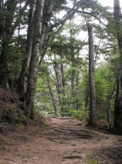 Mt. Crichton Loop Track