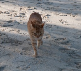 Some friendly cats on the island