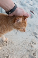 Some friendly cats on the island