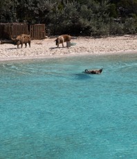 Swimming Pigs