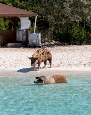 Swimming Pigs