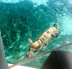 Swimming Pigs