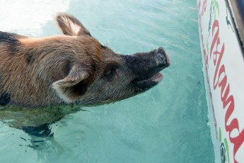 Swimming Pigs