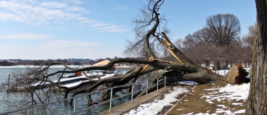 A fallen tree leaning into the tidal basic