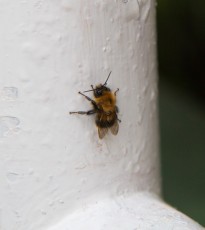 Reykjavík Bee