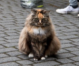 Reykjavík Cat