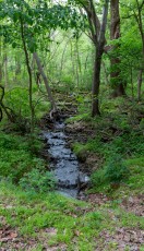 Creek on Walk