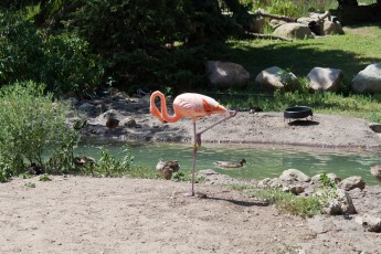 Flamingo at Como Zoo
