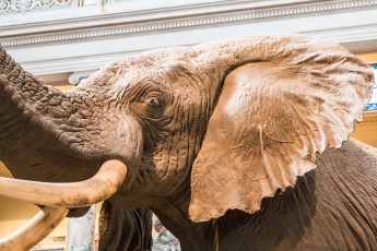 National Museum of Natural History