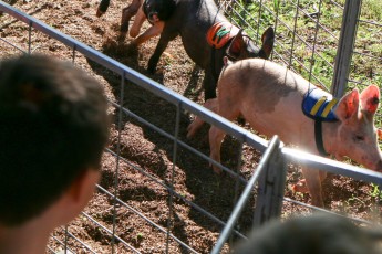 Pig Races #3