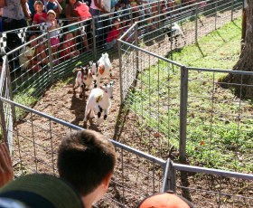 Goat Races #1