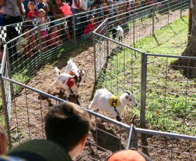 Goat Races #3