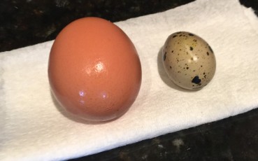 Quail Egg & Chicken Egg