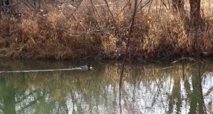 Thursday Morning Walk