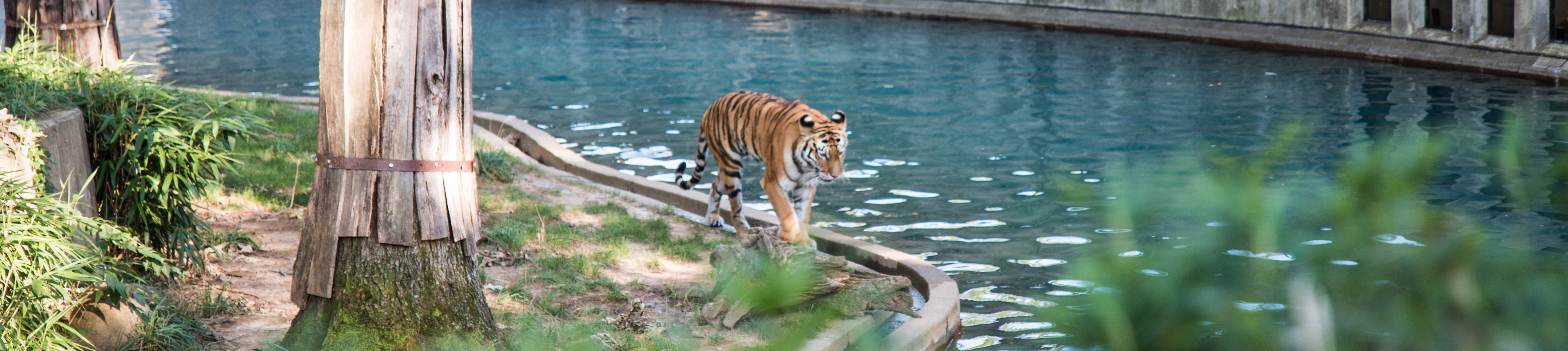 Brew At The Zoo